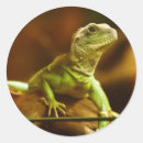 Pesquisar por lagarto verde adesivos Réptil