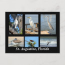 Pesquisar por cegonha branca cartoes postais Vida selvagem