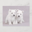 Pesquisar por cão westie cartoes postais Cãozinho