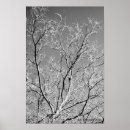 Pesquisar por photography pôsteres Branches