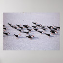 Pesquisar por flock pôsteres Aves marinhas