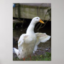 Pesquisar por pato branco pôsteres Foto