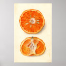 Pesquisar por tangerina pósteres pôsteres Tangerinas