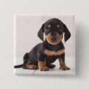 Pesquisar por do dachshund botons Animais