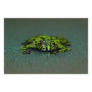 Pesquisar por sapo animal estimação pôsteres Anfíbio