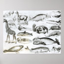 Pesquisar por cetáceos pósteres pôsteres Baleia