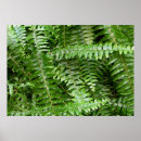 Pesquisar por green nature pôsteres Natureza