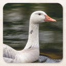 Pesquisar por ganso canadense porta copos Água