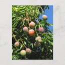 Pesquisar por mango cartoes postais Fruta