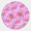 Pesquisar por gerberas adesivos For her