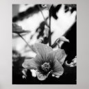 Pesquisar por floral preto branco posters pôsteres For her