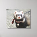 Pesquisar por doninhas do animal de estimação Polecat