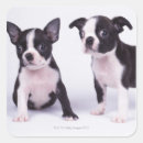 Pesquisar por filhote cachorro preto branco adesivos Cães