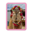 Pesquisar por camel imas Dromedário