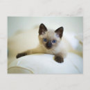 Pesquisar por siamese kitten cartoes Gato