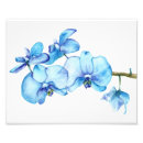 Pesquisar por orquídea azul pôsteres Orquídeas