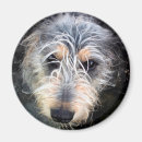 Pesquisar por visual imas Animal