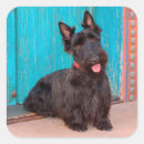 Pesquisar por terrier escocês adesivos Preto