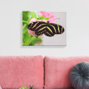 Pesquisar por da zebra impressão impressão de canvas Borboleta