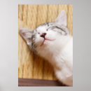 Pesquisar por sono pósteres pôsteres Gatinho