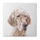 Pesquisar por do inglês azulejos Cão
