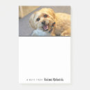 Pesquisar por foto do yorkie Yorkshire terrier