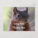 Pesquisar por esquilos loucos cartoes postais Vida selvagem