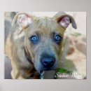 Pesquisar por bull terrier pôsteres Dog