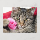 Pesquisar por comprimido cartoes postais Felino