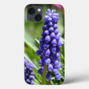 Pesquisar por jacinto de uva Muscari