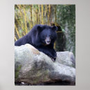 Pesquisar por urso preto pôsteres Animal