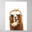 Pesquisar por alpacas pósteres pôsteres Humor