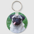 Pesquisar por pug do amor Cão