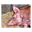 Pesquisar por porcos fotografia Animais de criação