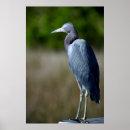 Pesquisar por egrets pôsteres Pássaro