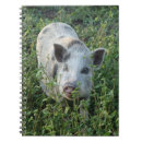 Pesquisar por piggies escritorio escola Fazenda