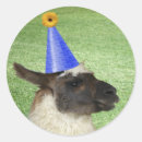 Pesquisar por camelo engraçado adesivos Aniversário