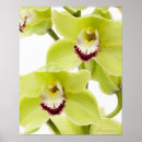 Pesquisar por orquídeas brancas pôsteres Natureza