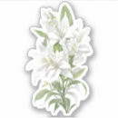 Pesquisar por lírio branco adesivos Aquarela