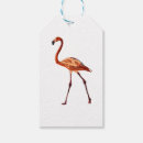 Pesquisar por desenho flamingo Aves