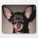 Pesquisar por filhote cachorro pinscher doberman Cães