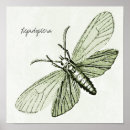 Pesquisar por entomologia pôsteres Natureza