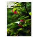 Pesquisar por salmon cartoes postais Natureza