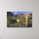 Pesquisar por bloom impressão de canvas Cactos