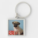Pesquisar por filhote de cachorro do pug chaveiros Cão