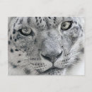 Pesquisar por leopardo branco cartoes postais Leopardo da neve
