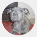 Pesquisar por staffordshire bull terrier adesivos Cão