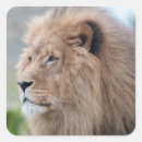 Pesquisar por leão rei adesivos Força