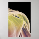 Pesquisar por músculo corpo humano artes pôsteres Consultório médico