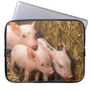 Pesquisar por porco leitão capas Animal fazenda